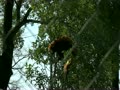 羽村市動物公園 レッサーパンダ　木に登るラテ
