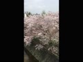 京都 天神川の桜並木